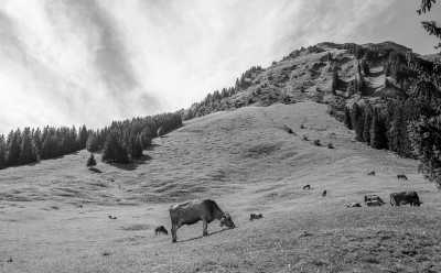 Austria - Austrian Countryside Escape: All-Inclusive Coworking Trip - JoinMyTrip