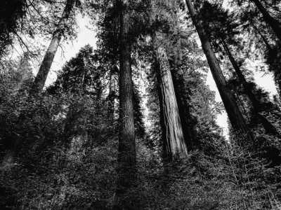 United States - Sequoia-Nationalpark und Kings-Canyon-Nationalpark - USA WEST COAST Rundreise mit Mietwagen