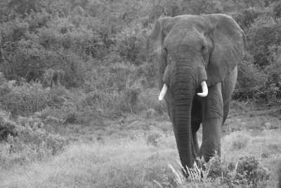 South Africa - Addo Elephant National Park - South Gate - Mathyolweni Gate - Cape Town and the Garden Route 🐘 7 Days 🌞 Explore South Africa with a Local 🌊 - 5