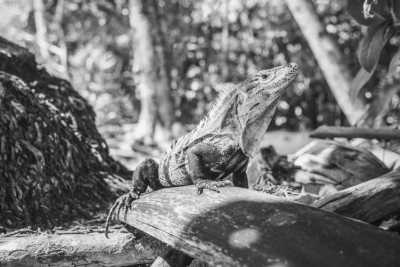 Costa Rica - Manuel Antonio - Discover Costa Rica: Guided Tour to Arenal and Manuel Antonio with Local Expert Daniela - 4