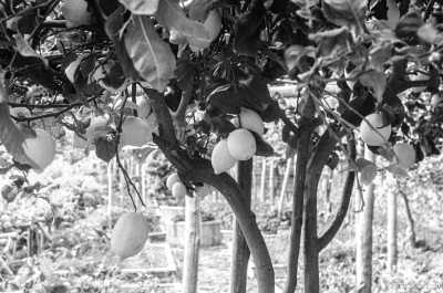 Italy - Ravello - Sightseeing and Hiking on the Amalfi Coast with Accommodation Just 250m from the Beach - 9