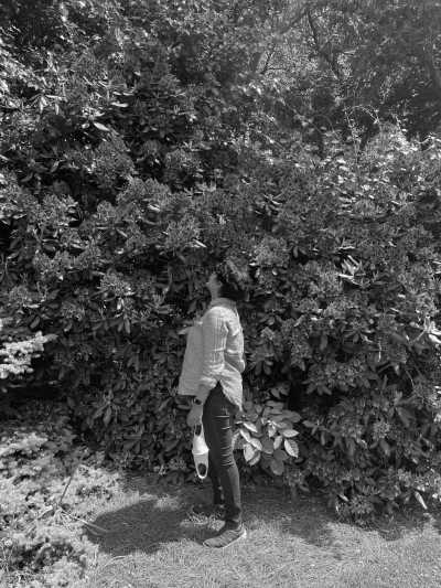 United States - Asheville - USA Road Trip - Spring Rhododendrons in Blue Ridge parkway and Great Smoky Mountains, tunnels and waterfalls! - 1