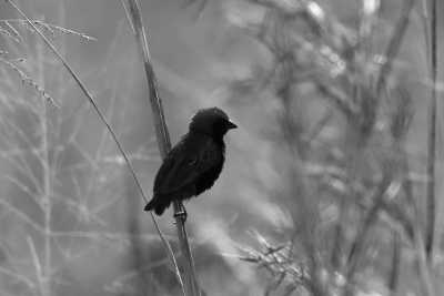 Tanzania - Tarangire National Park - Pocket friendly Tanzanian Safari with a local - 5