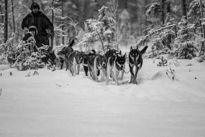 Sweden - Jokkmokk - Dog Sledding, Northern Lights, Snowmobile Experience In Swedish Lapland - All Inclusive - 10