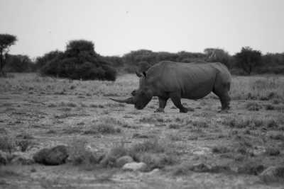 Southern Africa - Khama Rhino Sanctuary - Botswana Explorer - Entdecke Botswana's Natur und Tierwelt im 4x4