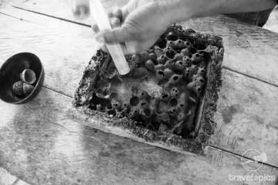 Brazil - Resex Tapajós arapiuns - Amazon Expedition: 14-day Immersion in Nature and the Riverside Communities of the Amazon. - 2