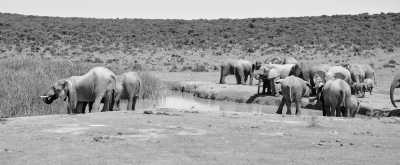 South Africa - Addo Elephant National Park - South Gate - Mathyolweni Gate - Cape Town and the Garden Route 🐘 7 Days 🌞 Explore South Africa with a Local 🌊 - 3