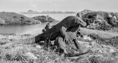 Indonesien - Komodo Island - Budget trip from Bali to Lombok, Flores & Komodo island, East Indonesia ⛵  Sailing trip