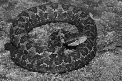 Costa Rica - Cerro de la Muerte - Costa Rica Herpetology Adventure: Crocodiles and Poison Dart Frogs Expedition