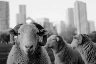 United Kingdom - Canary Wharf - 🤶Christmas season in 📍London (UK) & 📍Edinburgh (Scotland, UK) | Females only🙋🏻‍♀️ | Winter vibes✨🎄 - 2