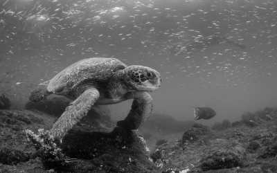 Ecuador - Puerto Ayora - Galapagos Island Magic: Explore the Charismatic Wonders
