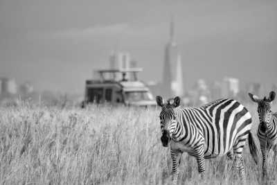 Kenia - Nairobi National Park - Kenya's Wildlife Wonders: Maasai Mara, Lake Nakuru & Nairobi National Park Adventure - 2