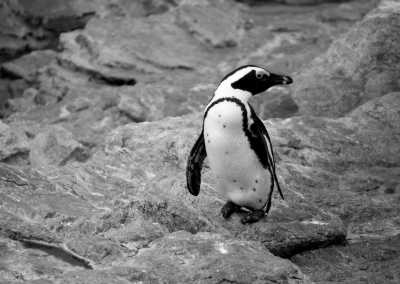 South Africa - Cape Peninsula - Women's Wellness Journey - Sacred Sisterhood - 3