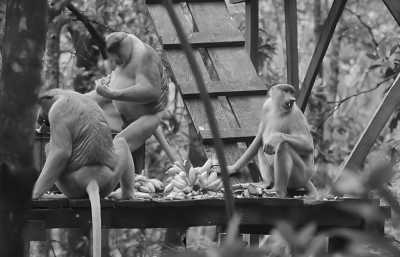 Indonesia - Tarakan - Swimming with Whaleshark, stingless JellyFish, MantaRay at Derawan Islands, East Kalimantan, Indonesia