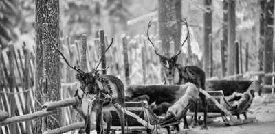 Finland - Rovaniemi - Chasing the Northern Lights on a Road Trip through Lapland🦌🎅🏼❄️ - 2