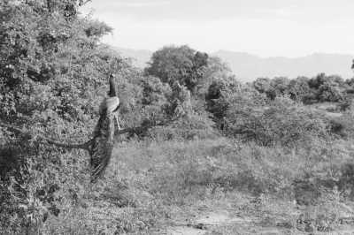 Sri Lanka - Unawatuna - Kurztrip nach Ella, Sri Lanka - Udawalawa Nationalpark, Little Sigiriya und Mehr! - 2