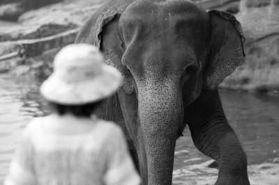 Thailand - AONANG ELEPHANT PARK - Travel to the "Land of Smiles" and experience unforgettable moments in Krabi, Thailand