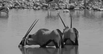 Sub-Saharan Africa - Etosha National Park - Namibia, Botswana, and Zimbabwe Safari trough Africa