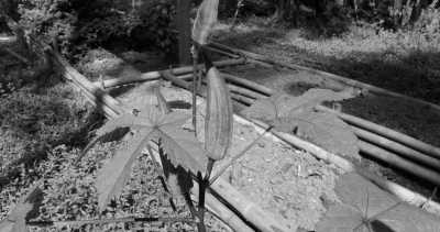 Costa Rica - La Gamba centro - Coworking or Volunteering from/in Costa Rica - 32