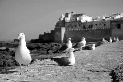 Morocco - Sqala du Port d'Essaouira - Exploring Essaouira, Morocco: Explore Hidden Gems from the Coastal of Essaouira - 2