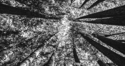 Schweden - Fulufjället National Park - Idre- An adventure with Pure nature and Huskies dogs.