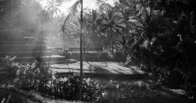 Indonesia - Ubud - Workation in Bali  🏝💻 - AMAZING Villa with private rooms & Bali Expert - 2