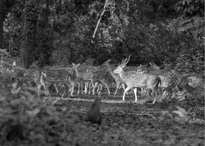 Nepal - Chitwan National Park - Explore Nepal: Experience the Magic of the Himalayas