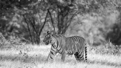 India - Wildlife and Cultural Exploration in India: Local Food, Day Trips and More! - JoinMyTrip