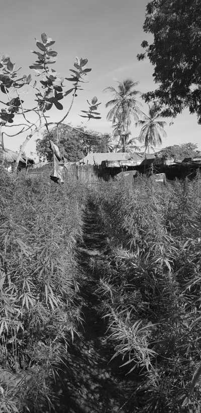 Gambia, The - Mr. B's adventure camp on paradise island - Abenteuerreise nach Paradise Island in Afrika - Gambia (Guided Trip) 😊 - 6