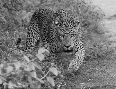 Sri Lanka - Udawalawe National Park - 🌿 SRI LANKA EASTER 2026: A 360° JOURNEY 🐆 - 3