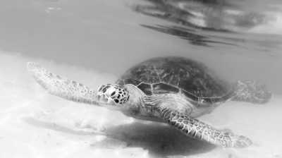 Sri Lanka - Hikkaduwa - Enjoy your Summer Vacation on the Southern Coast Line of Sri Lanka - 2