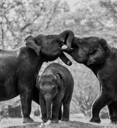 Sri Lanka - Udawalawe National Park - Sri Lanka Calling - HISTORY - CULTURE - SURF - HIKE - NATIONAL PARK & AMAZING FOOD - 1