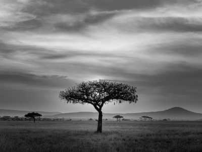 Tanzania - Serengeti National Park - 5 Days Tanzania Safari to Tarangire, Serengeti and Ngorongoro Crater
