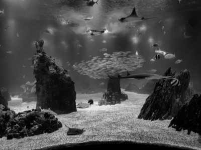 Ägypten - Hurghada Grand Aquarium - New Year in Egypt with a Local at the beach in Hurghada 🏖 𓅓𓏲𓅓𓅓𓏭𓋴,   𓉔𓏲𓂋𓎼𓉔𓄿𓂧𓄿 🇪🇬. - 3