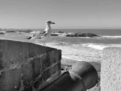 Marokko - Essaouira - Co-Working & Surf in Morocco 🏄🏻‍♂️ Enjoy the vibrant city of Essaouira, live in a traditional Moroccan Riad and learn Surf with the best local surf instructor - 10