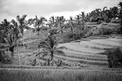 Indonesia - Ceking Rice Terrace - Hike & Bike Bali's Natural Wonders: Rice Terraces, Beaches, Waterfalls, Volcanoes and Hot Springs - 1
