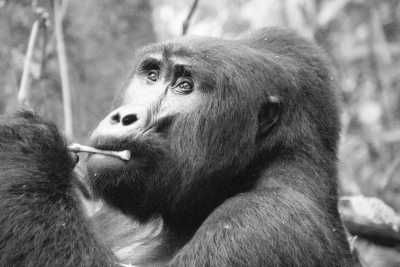 Uganda - Bwindi Impenetrable Forest National Park - Uganda's Bwindi Jungle Trip: Discover Mountain Gorillas & Rare Wildlife! - 5