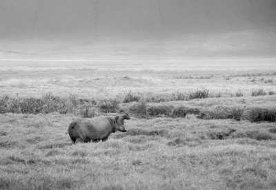 Kenya - Naivasha - Safari Adventure in 4x4 Jeep to Masai Mara - Lake Nakuru - Amboseli - Nairobi🦁ALL inclusive! - 1