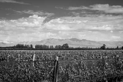 Argentina - Valle de Uco - Discover Mendoza, Argentina with a local: Mountains, Wine & Food Culture and more! - 2