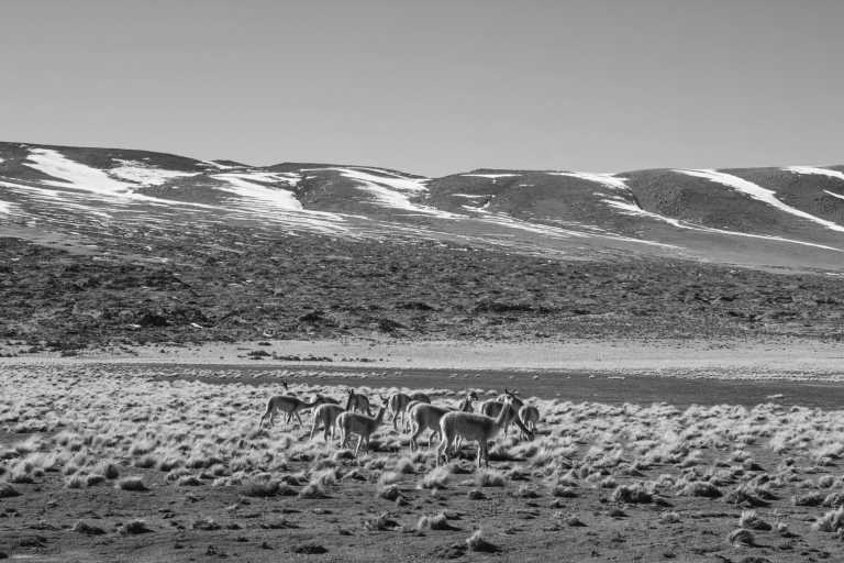 Chile - San Pedro de Atacama - Atacama Desert, CHILE! Explore the driest place on Earth. 🏜️🇨🇱 - 1