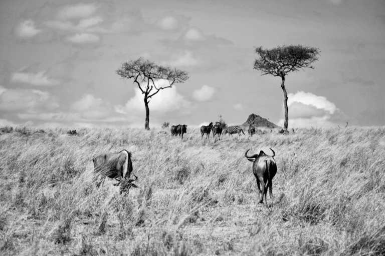 Tanzania - Serengeti National Park - 6 Days Tanzania Safari to Tarangire, Serengeti and Ngorongoro Crater