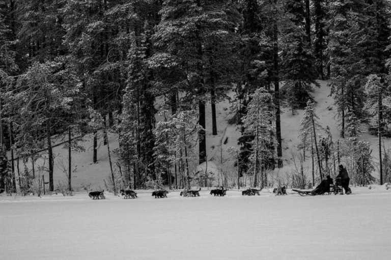 Sweden - Jokkmokk - Dog Sledding, Northern Lights, Snowmobile Experience In Swedish Lapland - All Inclusive - 4