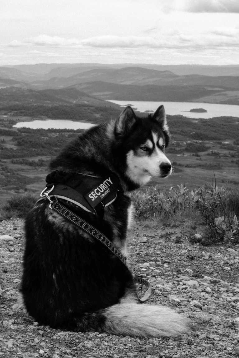 Norway - Beitostølen - Best of Norway with my huskies 🐾⛰️ | Jotunheimen, Fjords & Valleys | Hiking trip - 1