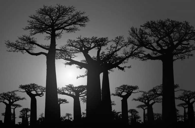 Madagascar - Madagascar Discovery Adventure! - JoinMyTrip