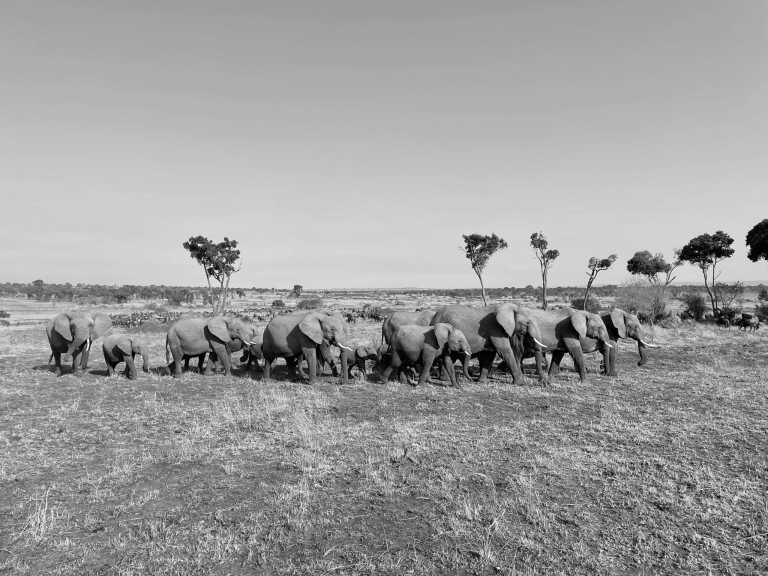 Tanzania - 4 Day Tanzania Safari to Serengeti National Park and Ngorongoro Crater - JoinMyTrip