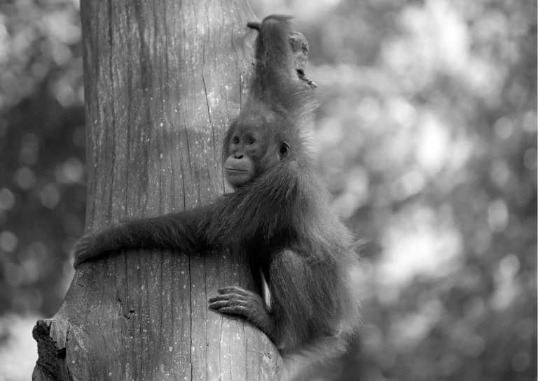 Indonesia - Discover the Wonders of Sumatra: Witness Orangutans, Explore Pristine Beaches, and Conquer Volcanic Hikes! - JoinMyTrip