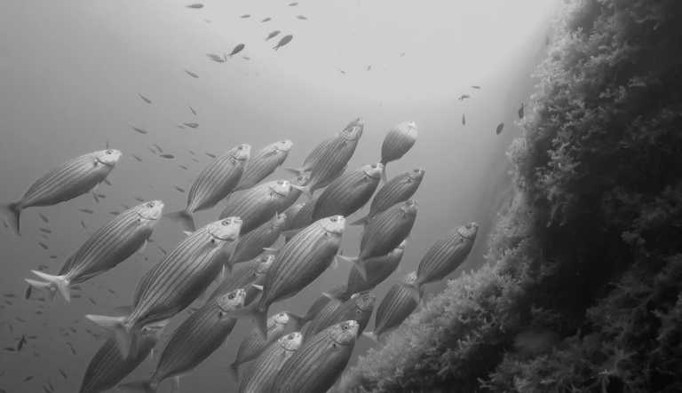 Spain - EAST COAST DIVERS MALLORCA - CoLearning - Diving on Mallorca! 🐟 Let's start our adventure!