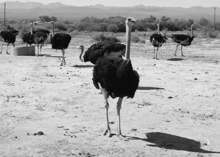 South Africa - Oudtshoorn - Südafrika - Das Kap trifft die Tierwelt des Krüger Nationalparks: Auf der Suche nach den Big 7 - 2