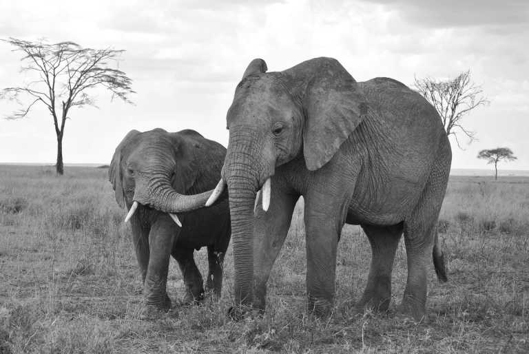 Tanzania - Moshi - 6 Day Tanzania Safari to Serengeti and Ngorongoro Crater combine with a Day Trip Hike to Mount Kilimanjaro