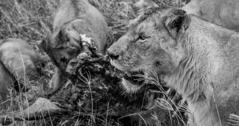 Tansania - Lake Manyara National Park - Budget Safari in Tanzania.